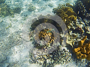 Coral formation on white sand sea bottom. Undersea landscape photo.