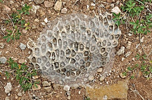 Coral fossil photo