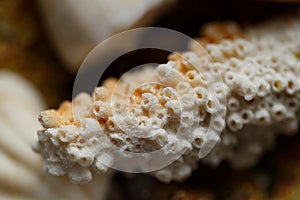 Coral fossil closeup photo on sea sand. Macrophotography. Marine animal shell. Natural coral texture