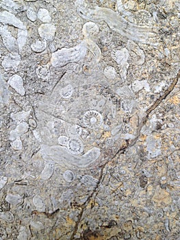 Coral fossil in Thailand texture background