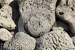 Coral Fossils photo