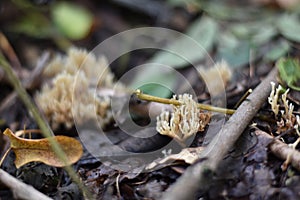 Coral fungi - Ramaria photo