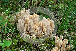 Coral fungi, Ramaria tridentina