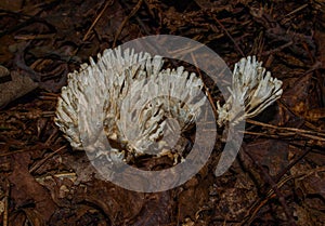 Coral Fungus Clavarioid Fungi