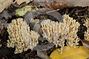 Coral Fungus, reminds of Tropical seas.