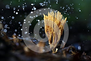 Coral fungus strange space object