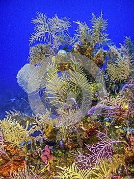 Coral garden in Caribbean photo