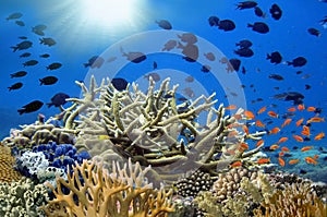 Coral garden in Caribbean