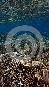 Coral garden shallow area we see the surface