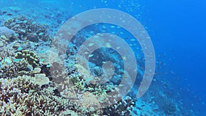 Coral Garden With Tropical Fish In Kri Island, Raja Ampat. Underwater View Of Marine Seabed With Reef Wildlife In Papua