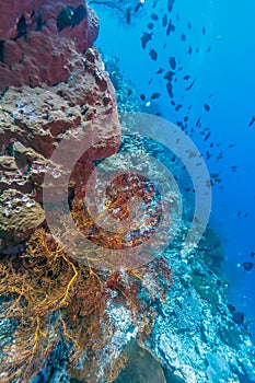 Coral garden underwater Bali