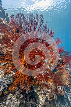 Coral garden underwater Bali