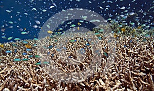 Coral gardens Indonesia