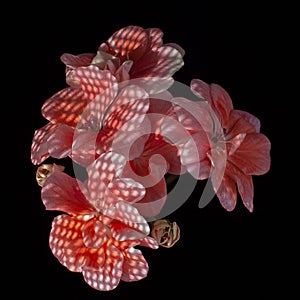 Coral geranium flowers on a black background