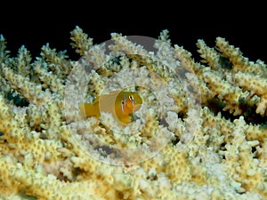 Coral Goby