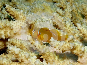 Coral Goby
