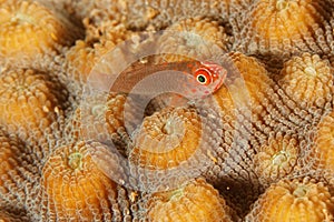 Coral goby (Trimma flavicaudatus)