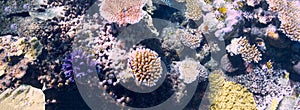 Coral in the Great Barrier Reef in Australia