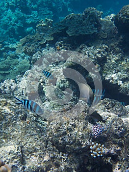 Coral in the Great Barrier Reef in Australia