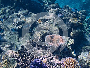 Coral in the Great Barrier Reef in Australia