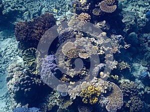 Coral in the Great Barrier Reef in Australia