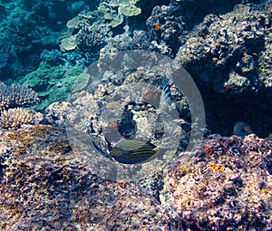 Coral in the Great Barrier Reef in Australia