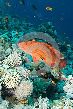 Coral grouper