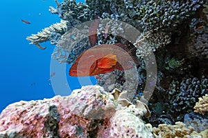 Coral grouper