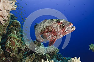 Coral Grouper