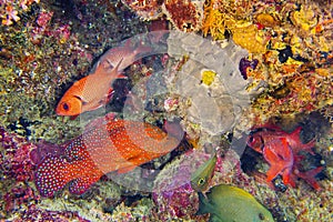 Coral Grouper, Cephalopholis miniata, Immaculate Soldierfish, Coral Reef, South Ari Atoll, Maldives