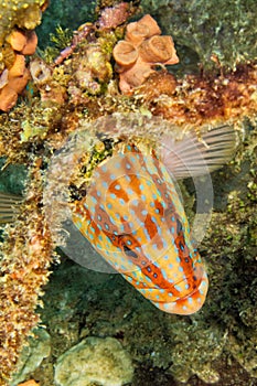 Coral Grouper, Coral Rock Cod, South Ari Atoll, Maldives