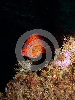 Coral Grouper