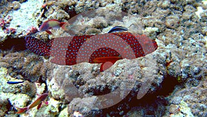 Coral Grouper, Maldives