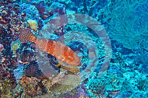 Coral Grouper, North Ari Atoll, Maldives