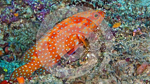 Coral Grouper, North Ari Atoll, Maldives