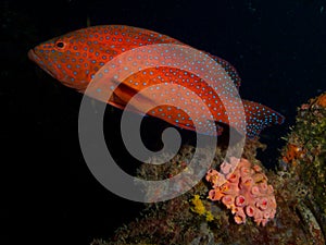 Coral Grouper