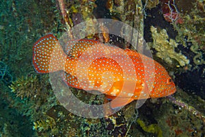 Coral Grouper, South Ari Atoll, Maldives