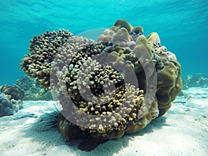 Coral growing on the reef under the sea