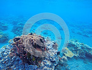 Coral growth in tropical seashore. Undersea landscape photo. Fauna and flora of tropical shore.