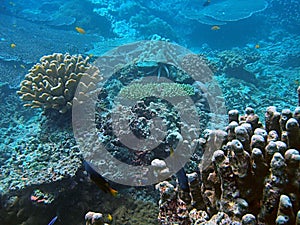 Coral habitat