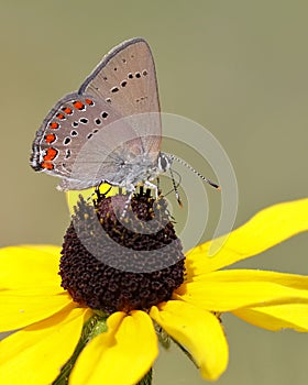 Coral Hairstreak on Black-eyed Susan