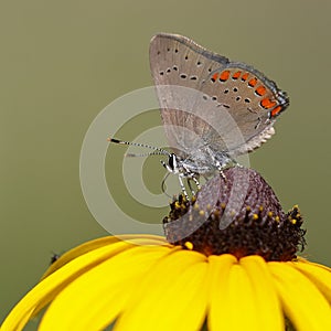 Coral Hairstreak on Black-eyed Susan