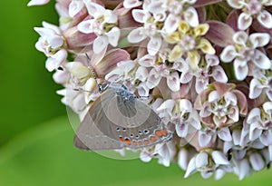 Coral Hairstreak Butterfly