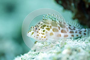 Coral Hawkfish