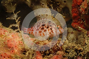 Coral Hawkfish, Kapalai Island, Sabah