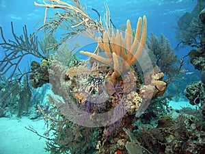 Coral head photo