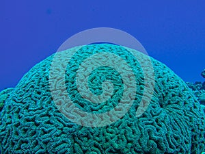 Coral head