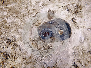 Coral head on the seafloor photo