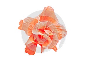Coral Hibiscus, orange flower isolated on white background with clipping path