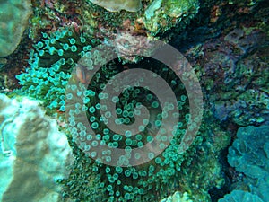 Coral with hiding nemo